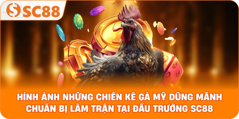 những chiến kê gà Mỹ dũng mãnh chuẩn bị lâm trận tại đấu trường SC88